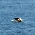 stranded fishing vessel Panamanian fishing vessel stranded at sea
