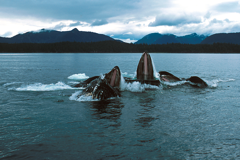 whales seen on alaska cruise