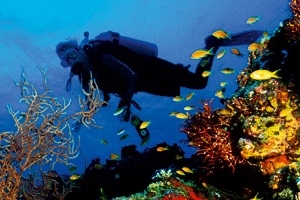 The Best Scuba Diving Places in the Caribbean