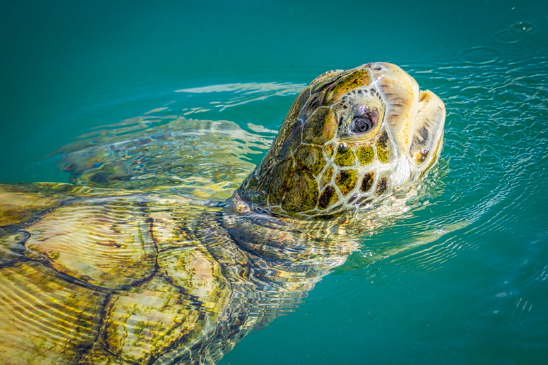 grand cayman turtle center