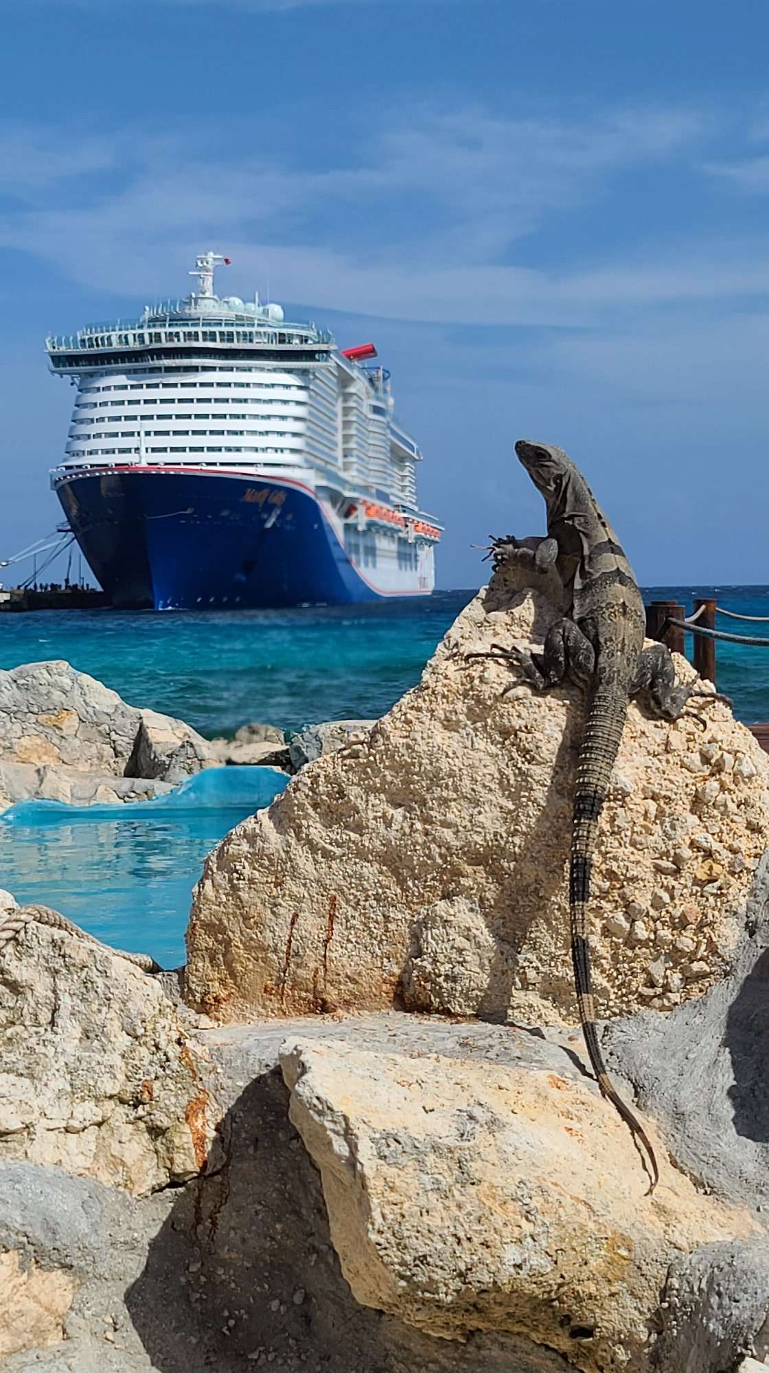 Iguana on a rock near cruise port in Costa Maya