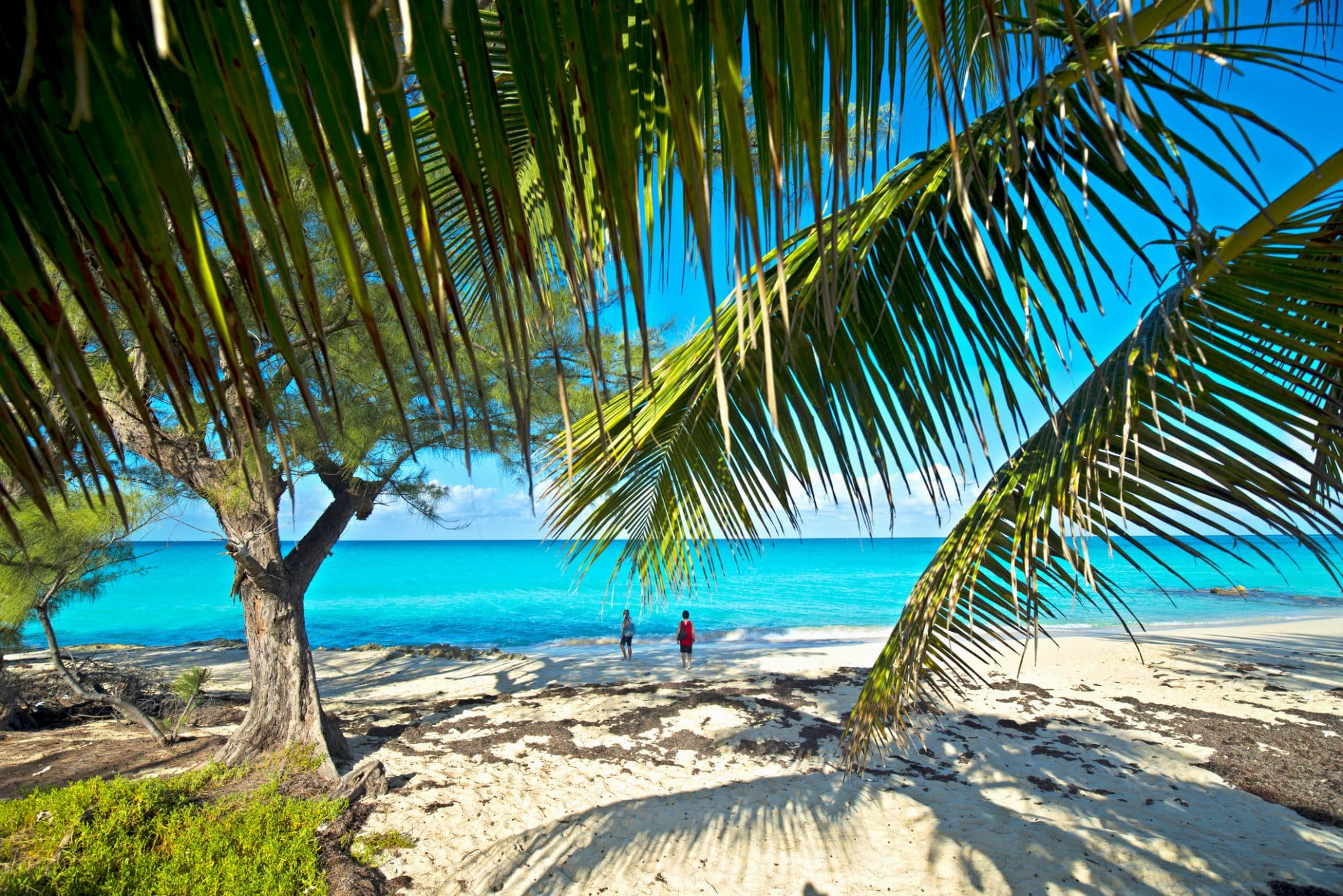 A white sandy beach with palm trees in Bimini Bahamas