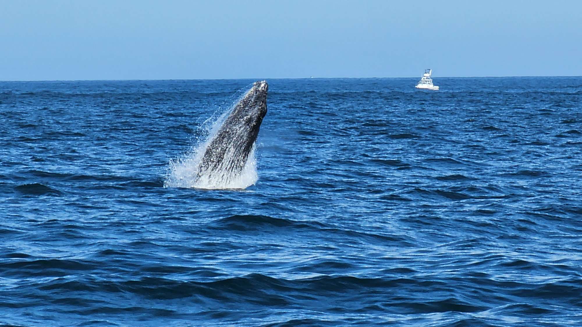 a humpback whale breaches surface in Cabo san lucas