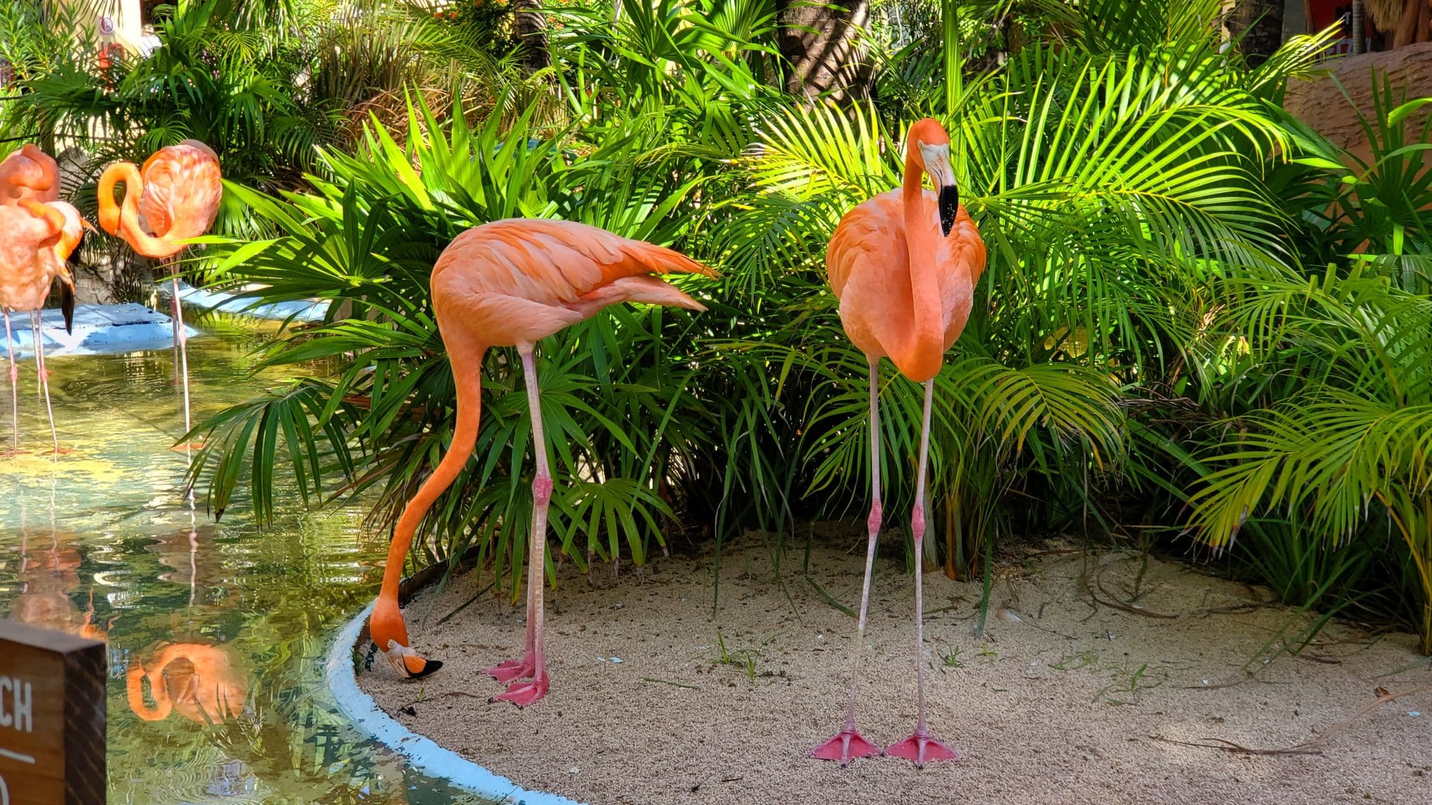 Flamingos in Costa Maya