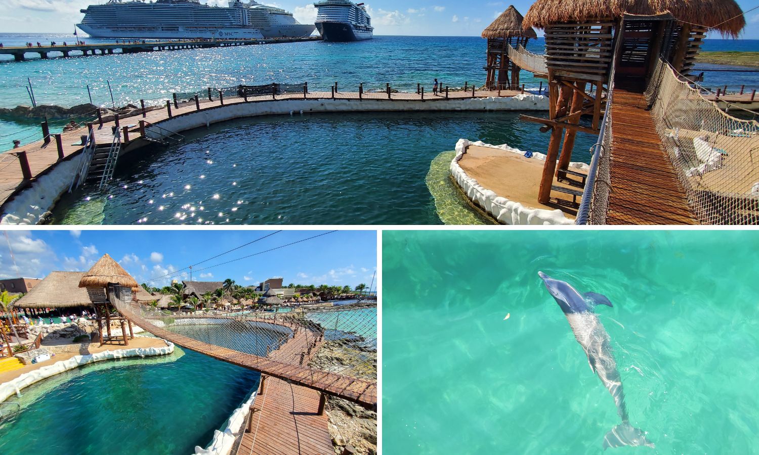 Dolphin Discovery at Costa Maya cruise port