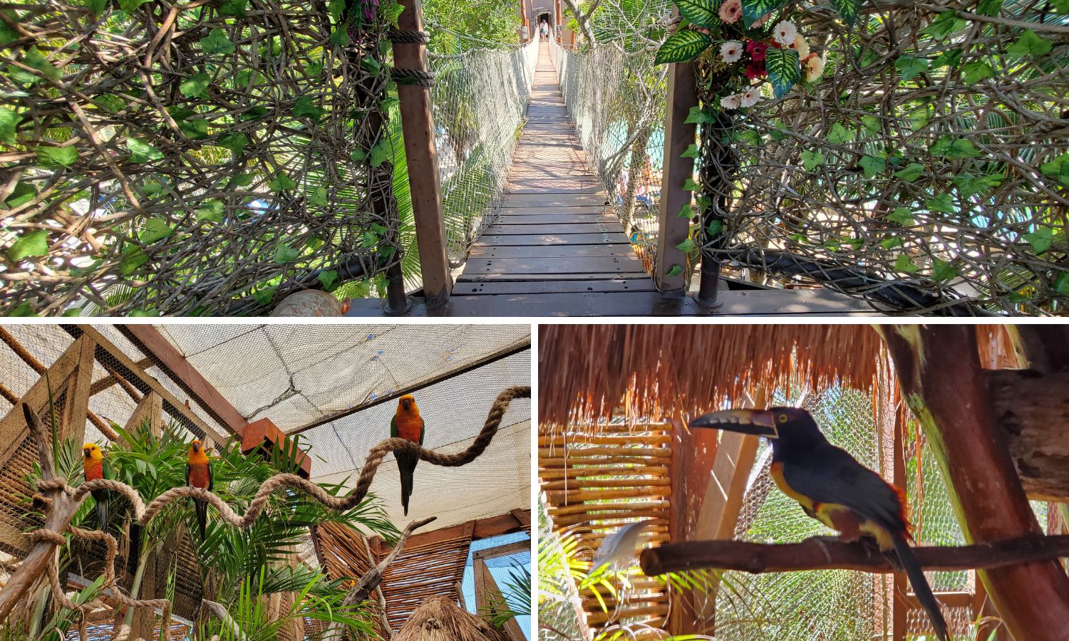 There are 8 bird habitats in the Aviarius and some great views along the walkway. 