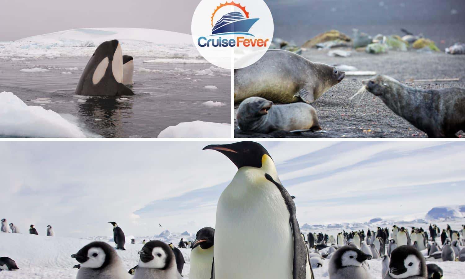 Orca whales, penguins and elephant seals in Antarctica