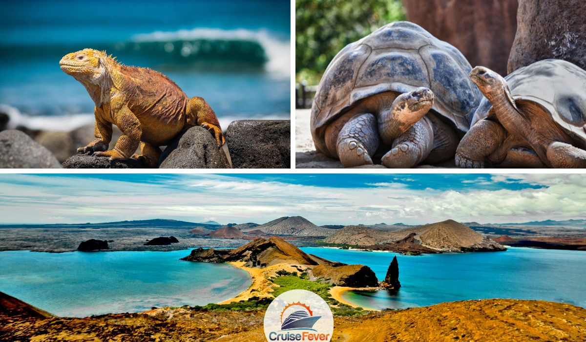 wildlife on Galapagos Islands