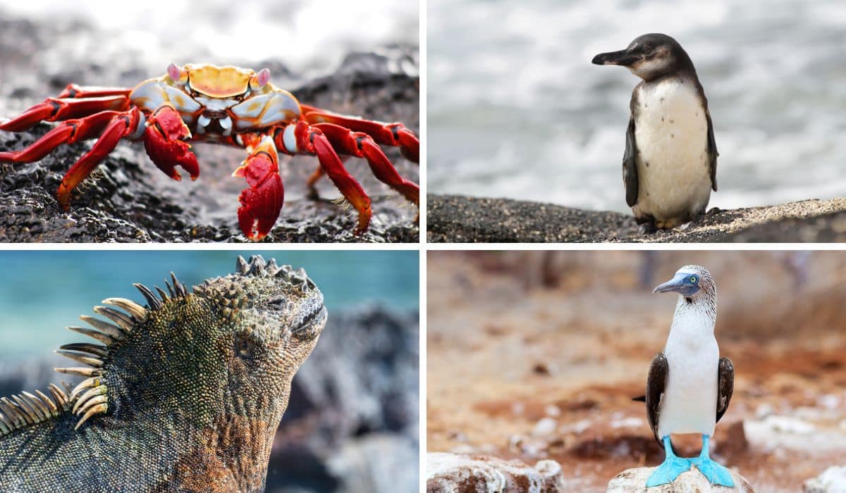 Marine Iguanas and penguins and blue-footed boobys on Galapagos