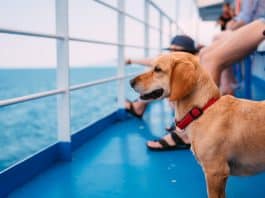 Cruise Where You Could Bring Your Dog Ends Up Being a Scam A cruise where you can bring your dog