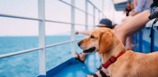 A cruise where you can bring your dog