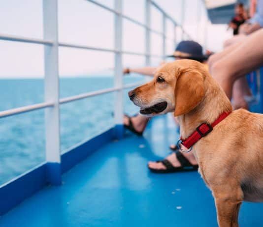 A cruise where you can bring your dog