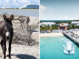 Donkeys on Grand Turk cruise port