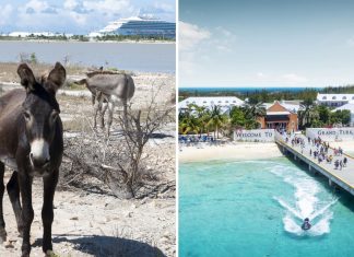 Grand Turk Cruise Stop: How Risky Are Those Cute but Wild Donkeys Really? Donkeys on Grand Turk cruise port