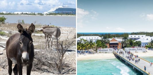 Donkeys on Grand Turk cruise port