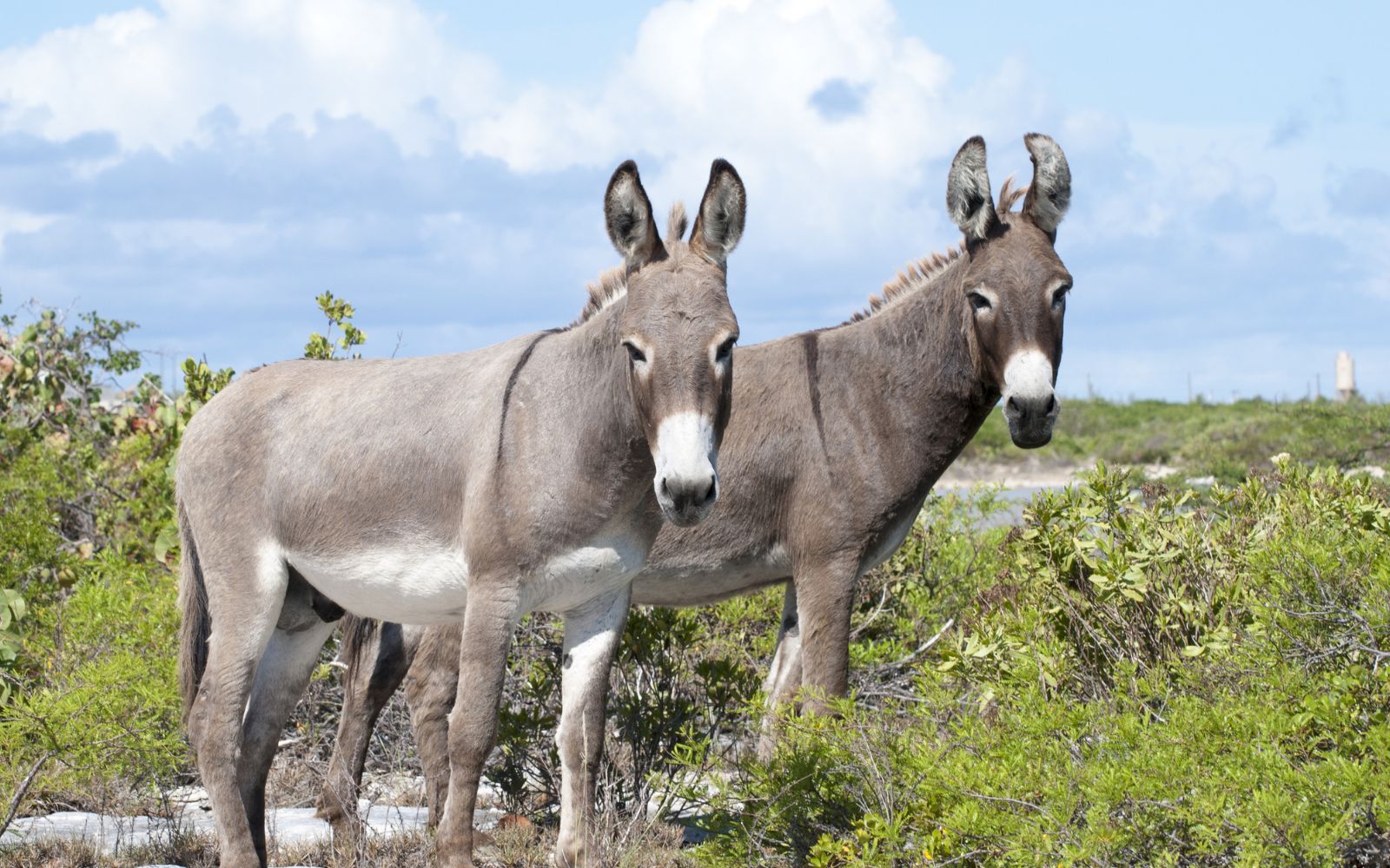 Two donkeys at Grand Turk
