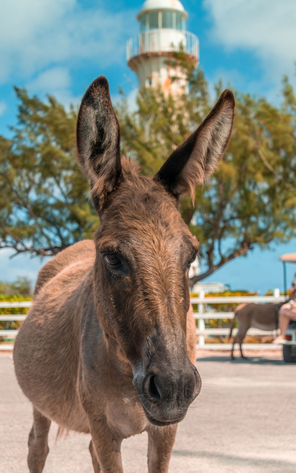 Grand Turk lighthouse and donkey