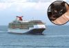 Carnival Legend rescues man and cat