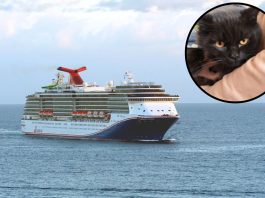 Carnival Legend rescues man and cat