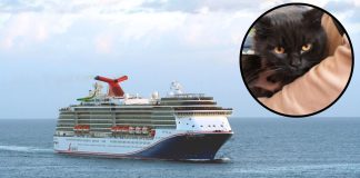 Carnival Legend rescues man and cat