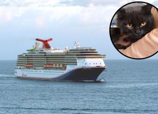 Carnival Legend rescues man and cat