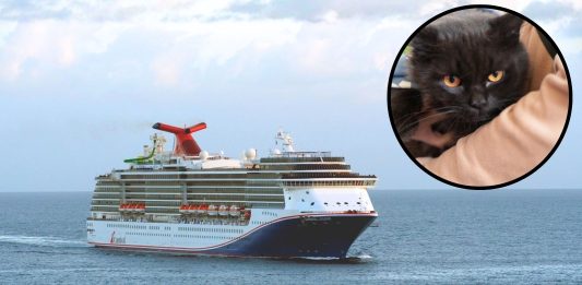 Carnival Legend rescues man and cat