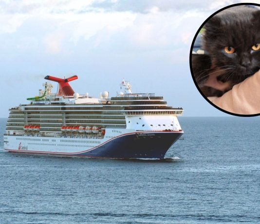 Carnival Legend rescues man and cat