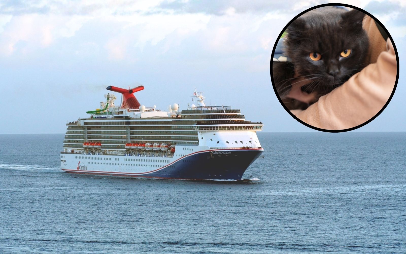 Carnival Legend rescues man and cat