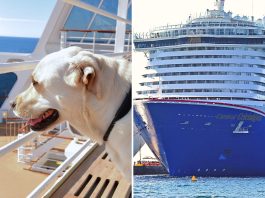 Service dog on cruise ship