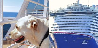 Service dog on cruise ship