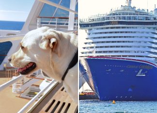 Service dog on cruise ship