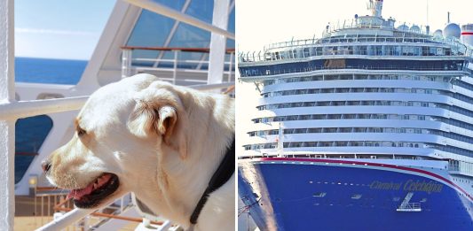 Service dog on cruise ship