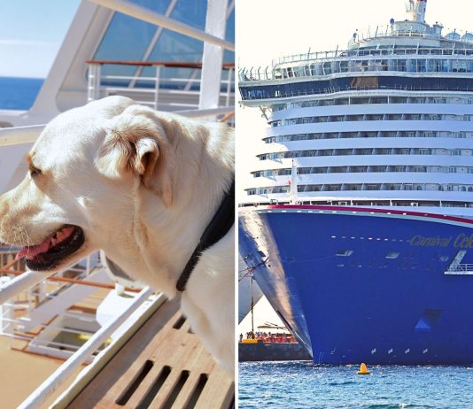 Service dog on cruise ship