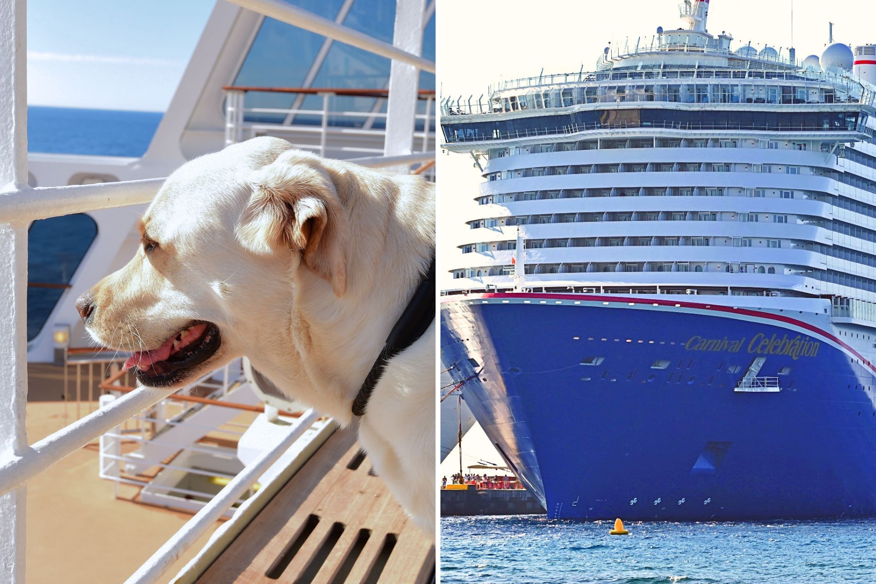 Service dog on cruise ship